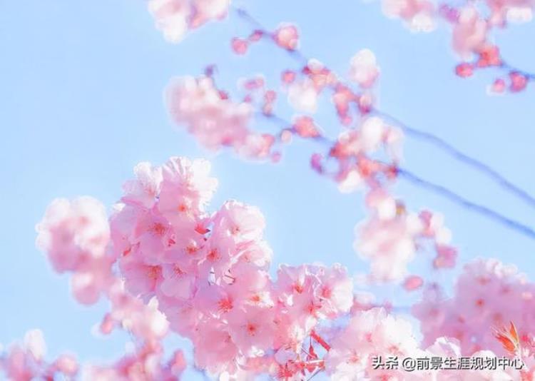 上海市进才中学高中部「高中巡礼上海市进才中学」